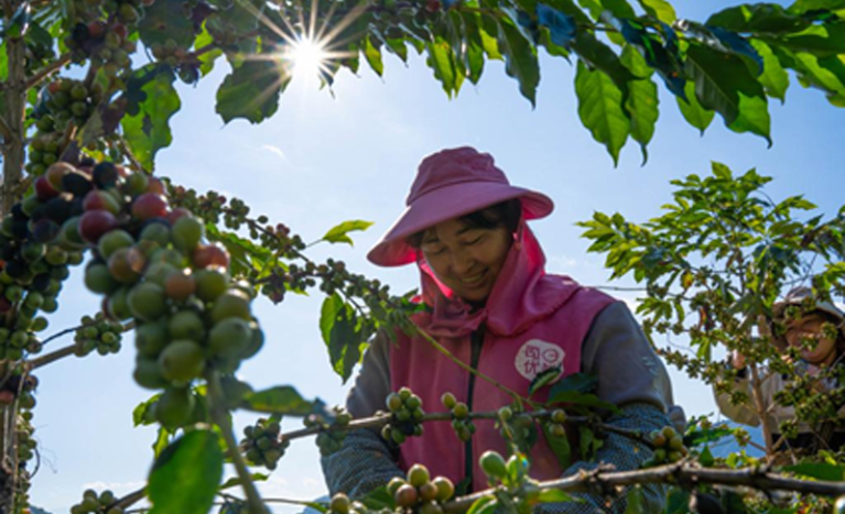 دروێنەکردنی قاوە لە باشووری ڕۆژئاوای چین